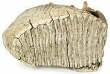 Woolly Mammoth Molar - Nice Roots #232730-1